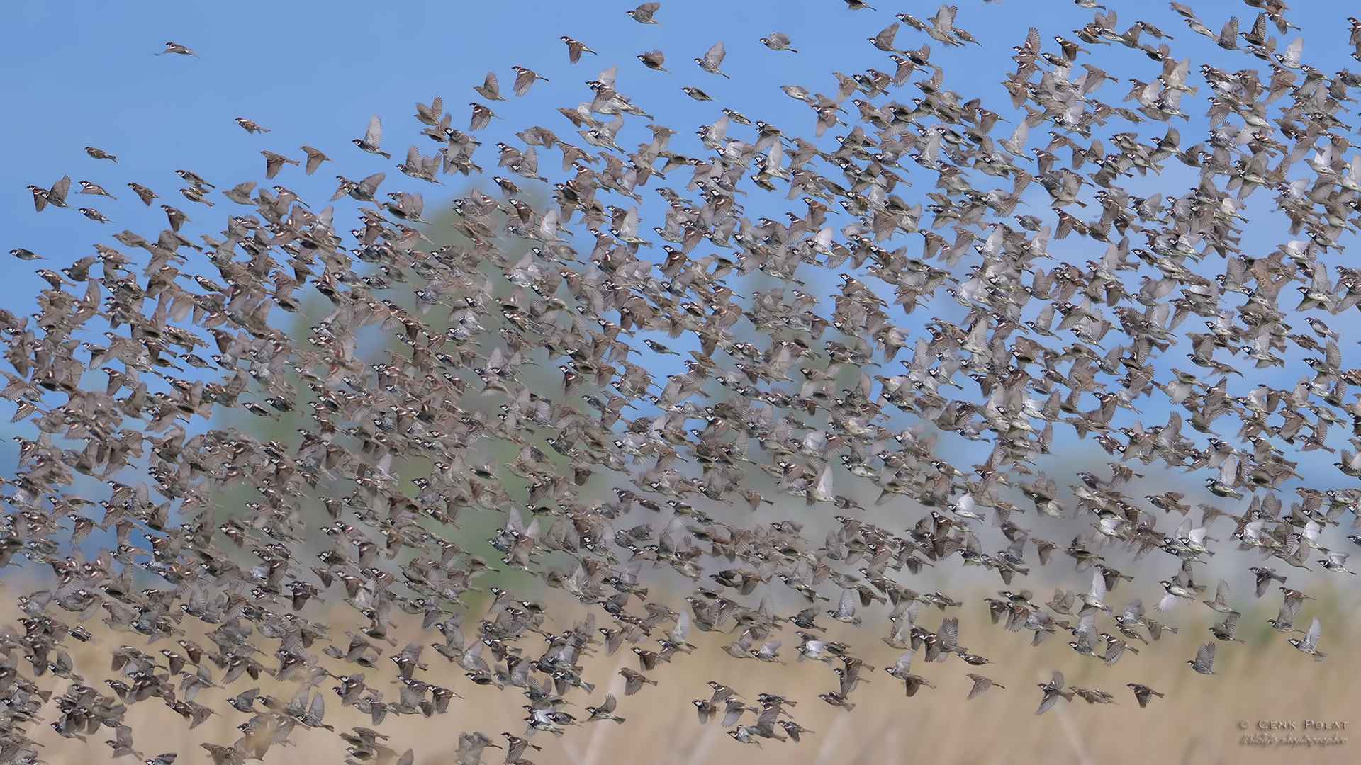 Spanish Sparrow